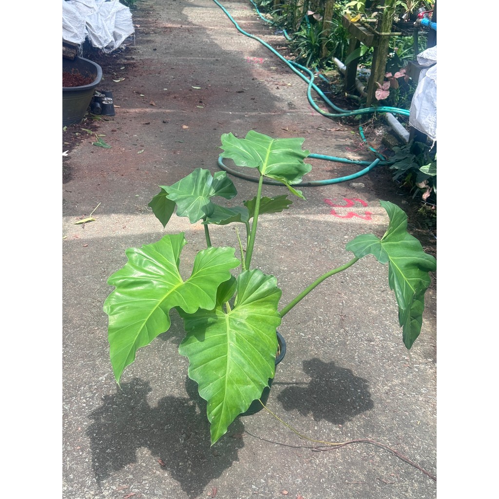 ฟิโลเดนดรอน หูช้าง Philodendron giganteum Schott  ส่งพร้อมกระถาง 8-11 นิ้ว - มุมมองที่ 5