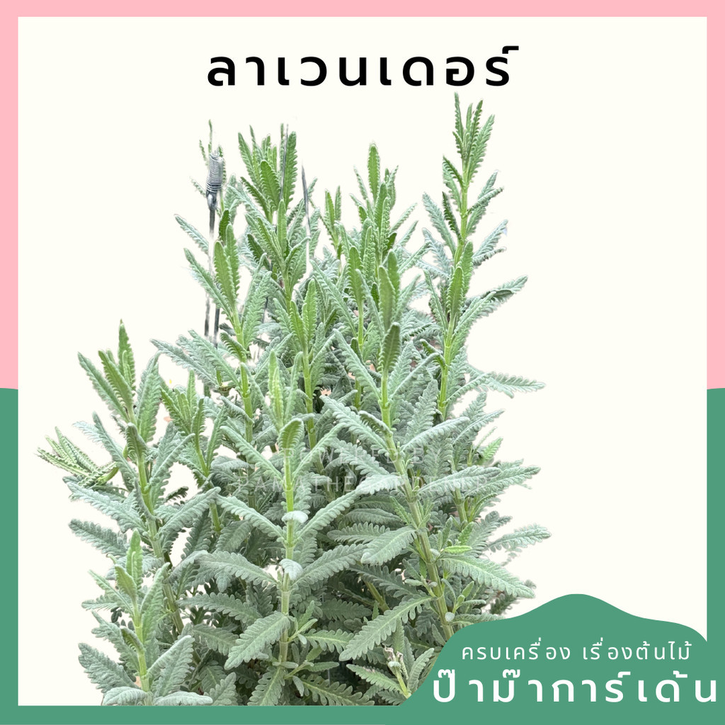 ต้นลาเวนเดอร์ ไฮบริด  ส่งพร้อมกระถาง 5-8 นิ้ว