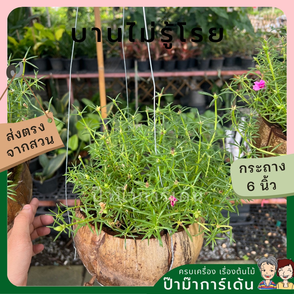 แพรเซี่ยงไฮ้ พร้อมกระถางมะพร้าว