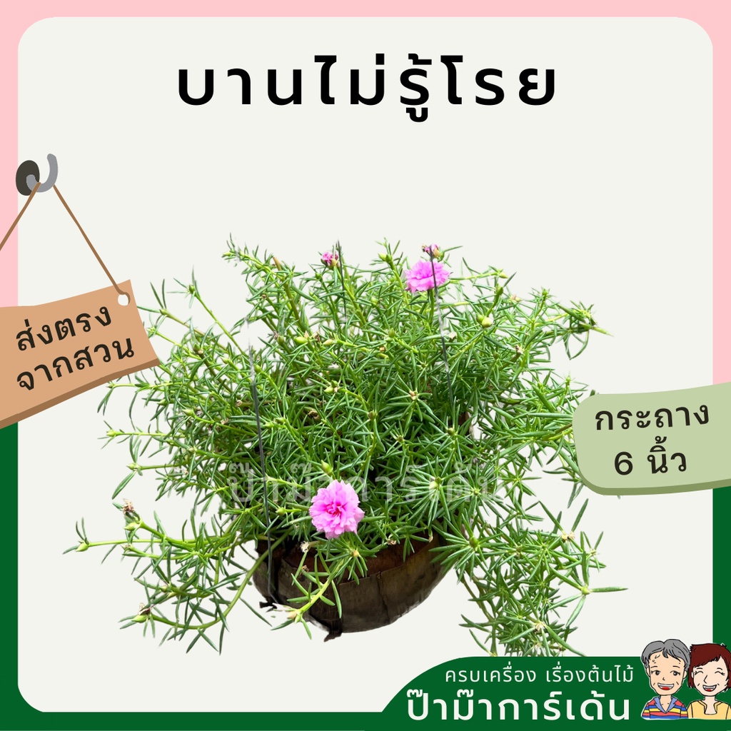 แพรเซี่ยงไฮ้ พร้อมกระถางมะพร้าว