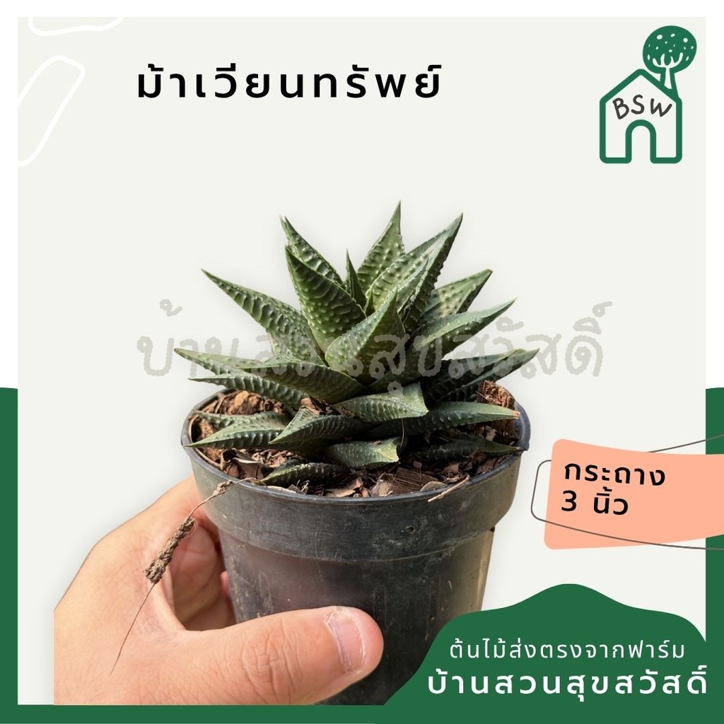 ม้าเวียนทรัพย์ พร้อมกระถาง 3 นิ้ว