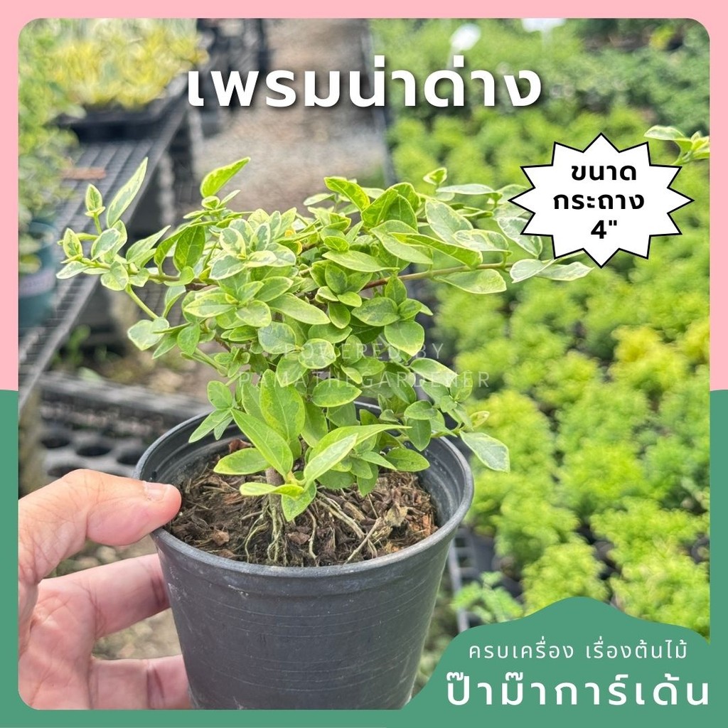 เพรมน่าด่าง กระถาง 4 นิ้ว