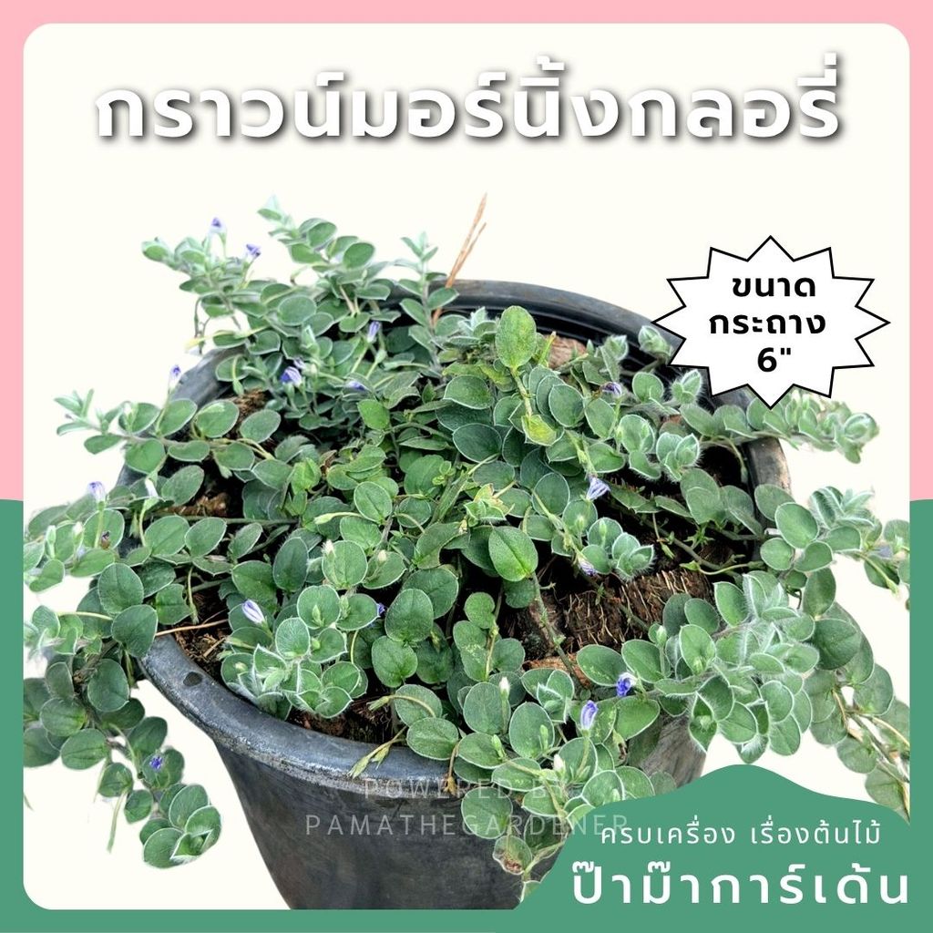 กราวน์มอร์นิ่งกลอรี่ 6 นิ้ว (Ground Morning Glory)