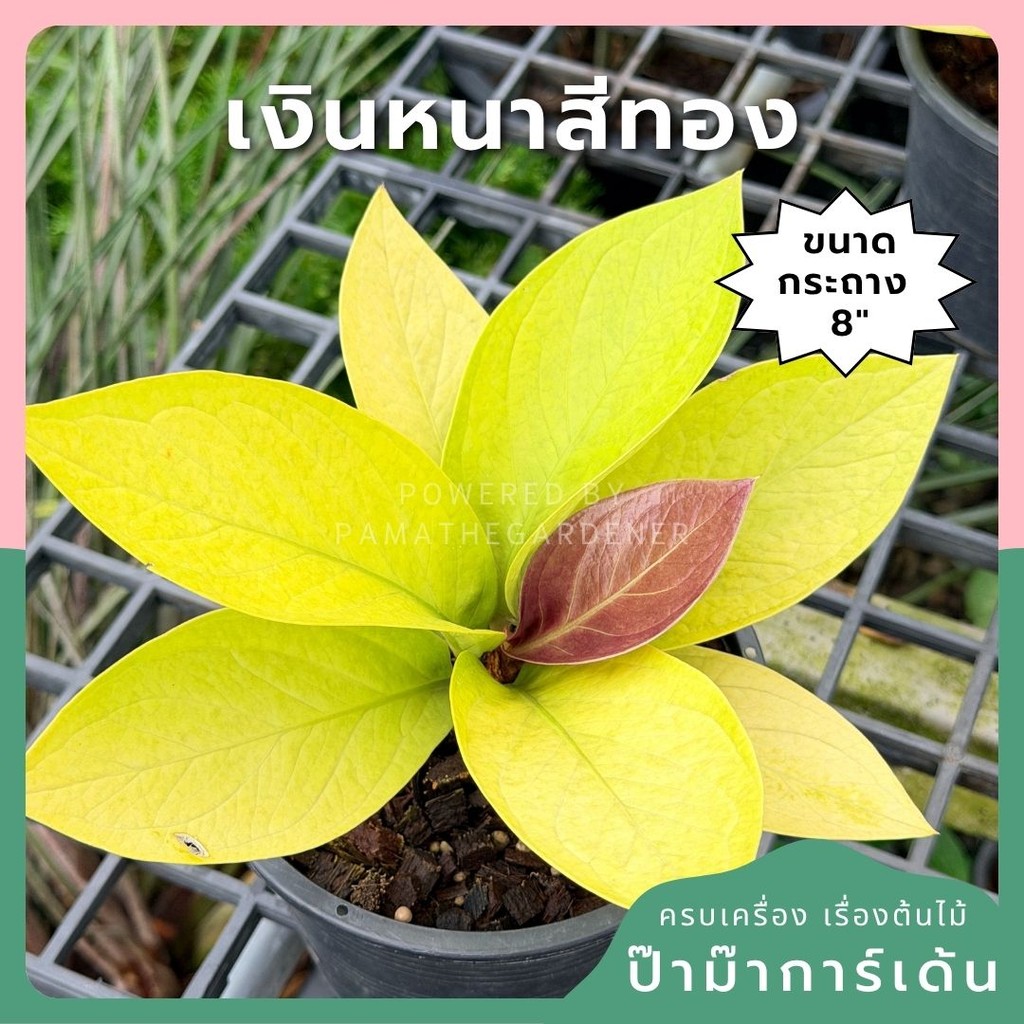 เศรษฐีเงินหนาสีทอง พร้อมกระถาง 8 นิ้ว