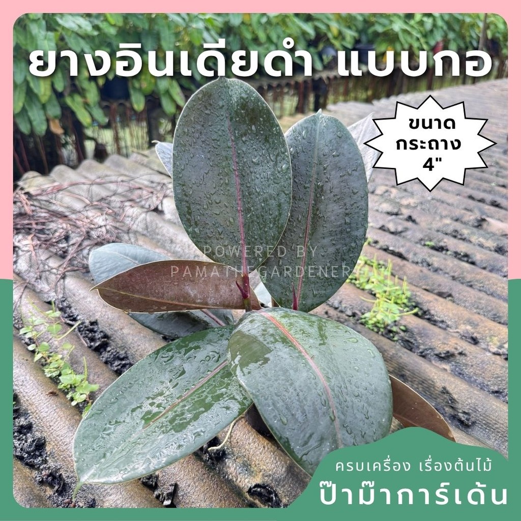 ต้นยางอินเดียแบบกอ 3 ต้น ในกระถาง 4 นิ้ว