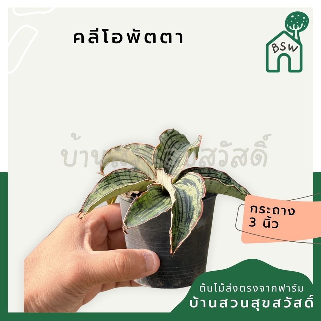 คลีโอพัตตา   ส่งพร้อมกระถาง 3 นิ้ว
