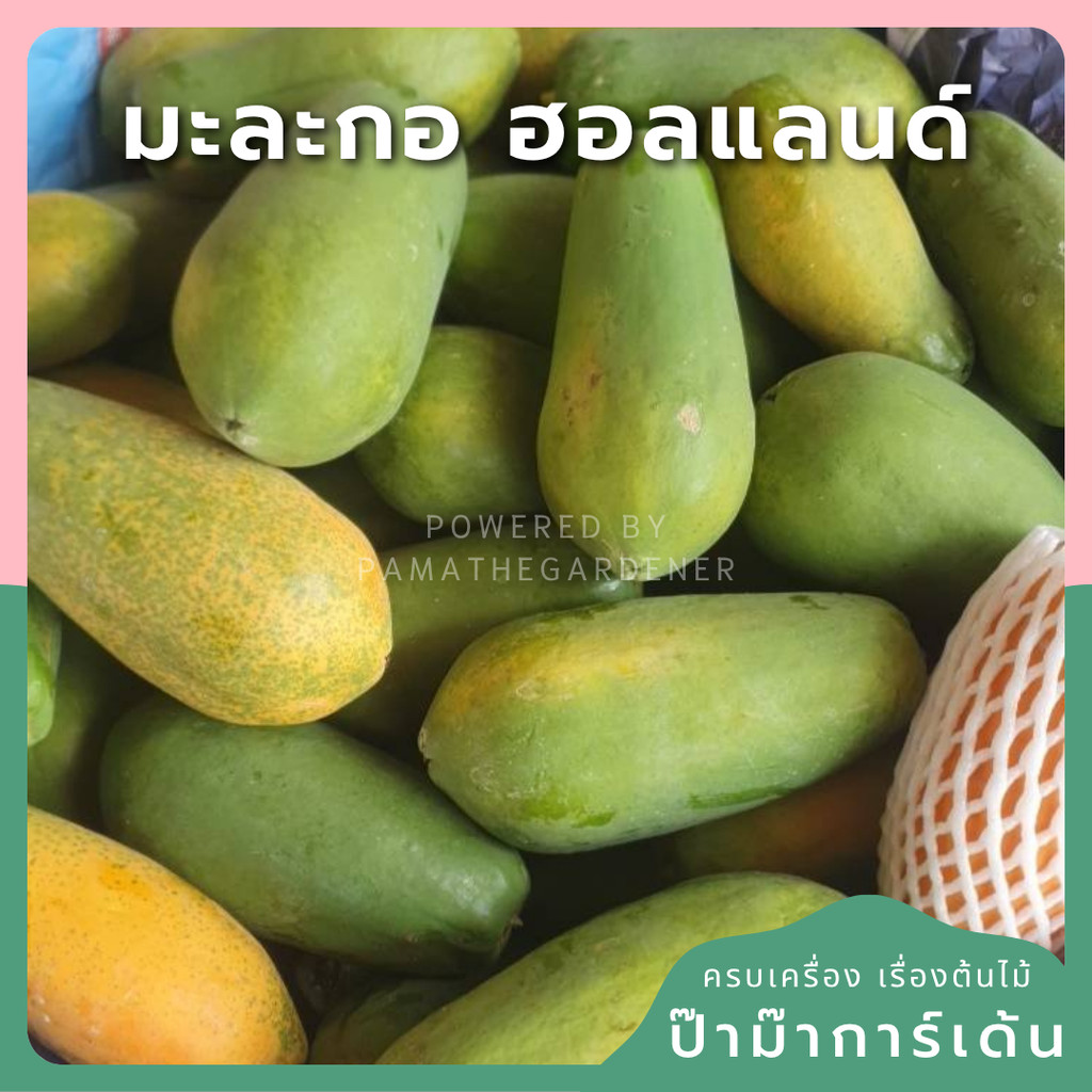 มะละกอฮอลแลนด์ ส่งเป็นลูกคัดตามขนาด