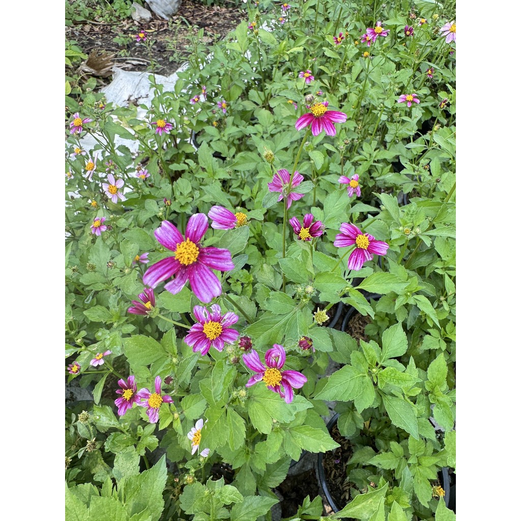 ต้นไบเดน  ดาวกระจายไต้หวัน (Bidens pilosa L. ) - มุมมองที่ 2