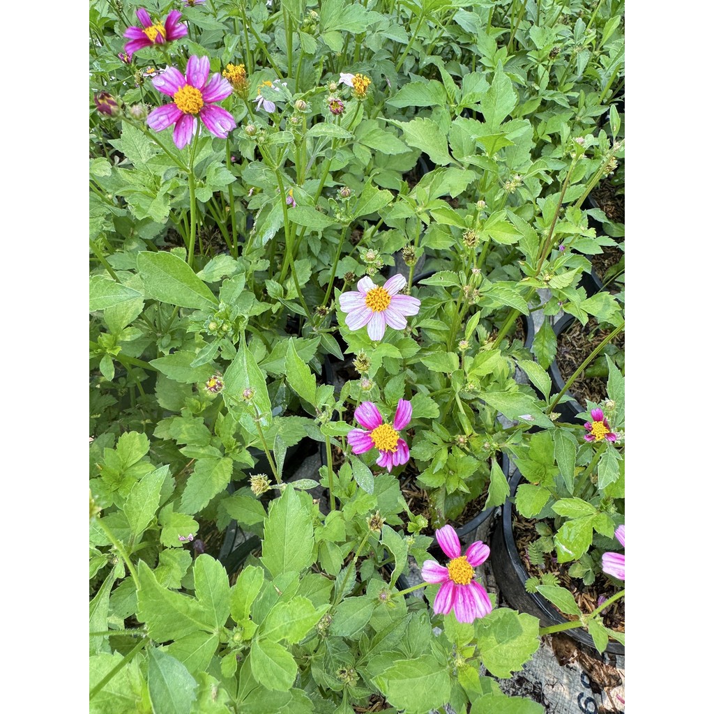 ต้นไบเดน  ดาวกระจายไต้หวัน (Bidens pilosa L. ) - มุมมองที่ 3