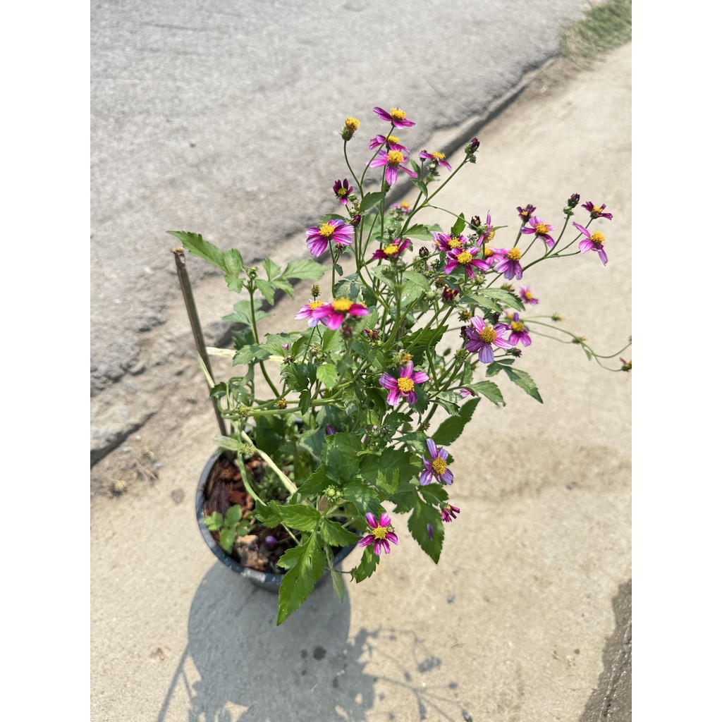ต้นไบเดน  ดาวกระจายไต้หวัน (Bidens pilosa L. ) - มุมมองที่ 4