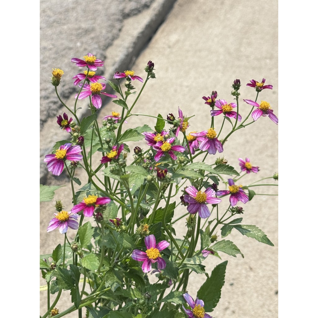 ต้นไบเดน  ดาวกระจายไต้หวัน (Bidens pilosa L. ) - มุมมองที่ 5