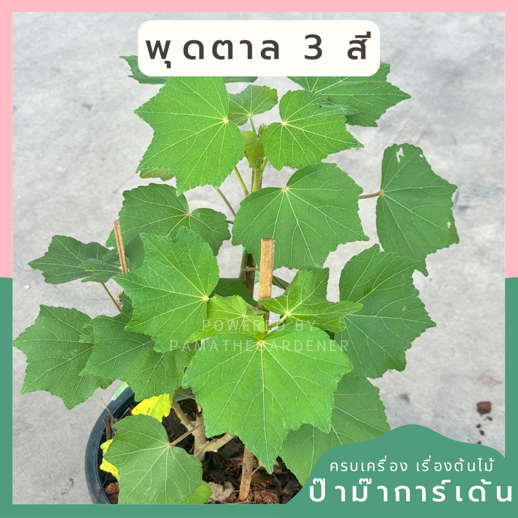 พุดตาล 3 สี กระถาง 11 นิ้ว เป็นไม้ไทย