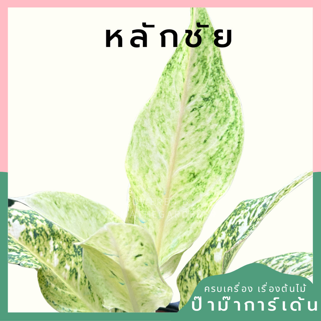 อโกลนีม่า หลักชัย Aglaonema sp.