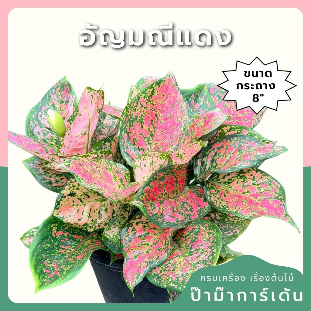 อโกลนีมา อัญมณีแดง ขนาดกระถาง 8 นิ้ว - Aglaonema Red Jewel