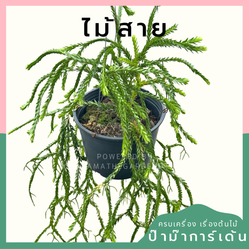 ไม้สาย มาพร้อมกระถาง 5-6 นิ้ว